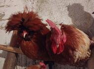 Grajewo ogłoszenia: Sprzedam koguty. - zdjęcie